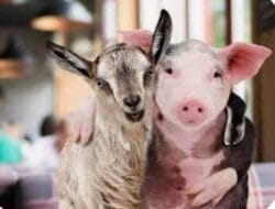 Misteri Hilangnya Kambing dan Dugaan Penyimpangan Bantuan Babi di Desa Ujung Padang